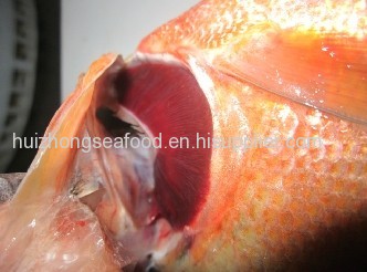 Frozen Red Pomfret Whole Round