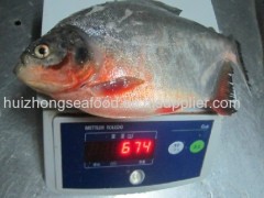 Frozen Red Pomfret Whole Round