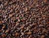 Ferment Cocoa Bean Supplies