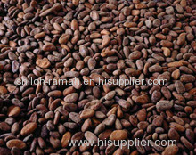 Ferment Cocoa Bean Supplies