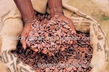 Well Fermented Cocoa Bean