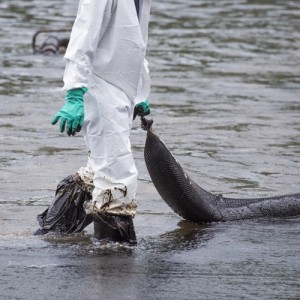 Could magnets be the solution to cleaning up oil spills?