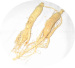 American Ginseng Root Slice