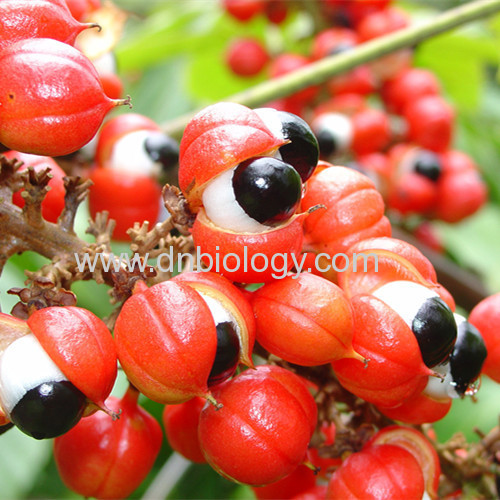 Guarana extract Guarana P.E.