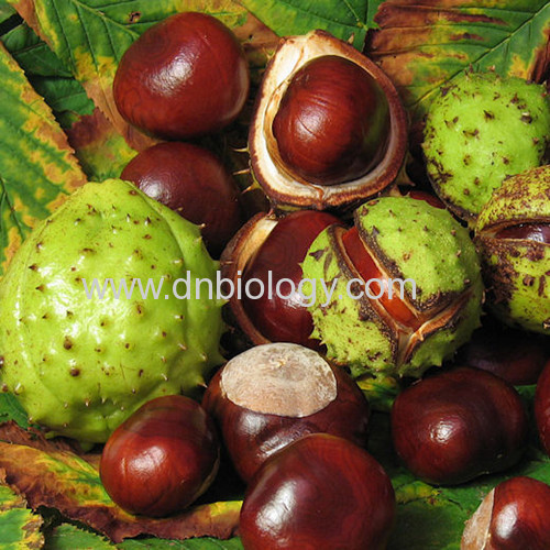 Horse Chestnut P.E.Horse Chestnut extract