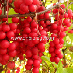 Schisandra Chinessis P.E.Schisandra Chinessis extract