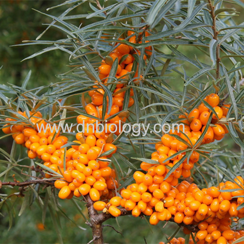 Sea buckthorn berry P.E.Sea buckthorn berry extract