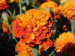 Zeaxanthin Marigold flower extract