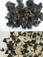 100% Natural Edible Fungus