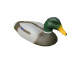 duck decoy/decoy duck/hunting duck/shooting decoy