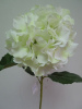 New beauty white big size hydrangea flower