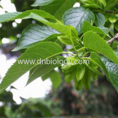 Eucommia Uimoides P.E. Eucommiae extract