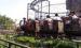 Fantastic 9.82m Amusement Park Trains With Four Cabins