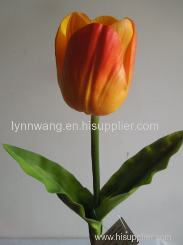 blue pu tulip flower