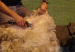 Sheep hair cutting machine sheep shears clippers