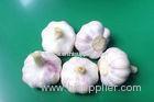 Garlic Seed Extract 1-5% Allicin CAS NO. 539-86-6 For Plant Biopesticides