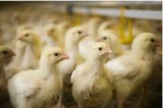 Controlling bacterial enteritis in broilers