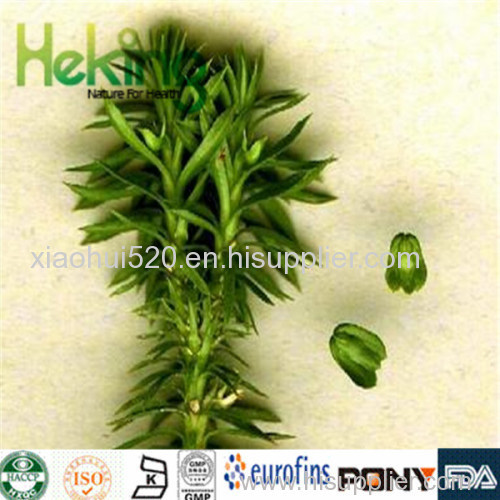 Hight quality 100% natural Huperzia Serrata Extract