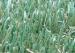 Straight and Curly Yarn Synthetic Commercial Artificial Grass for Home 35mm 11000Dtex