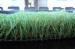 Luscious Economy Garden Natural Landscaping Artificial Grass 30mm 40mm 50mm 4 Colors