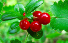 Lingonberry anthocyanin / Specification: 5%---25%