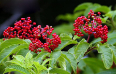 Elderberry anthocyanin / Specification: 5%---25%