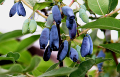 Lonicera caerulea anthocyanin / Specification: UV: 5%-25%; HPLC: 20%-60%