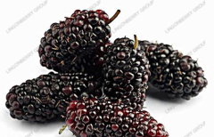 Mulberry Juice Powder / Latin Name: Fructus Mori