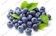 Blueberry Juice Powder / Latin Name: Vaccinium uliginosum Linn.