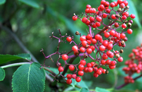 Elderberry Juice Powder / Latin Name: Sambucus williamsii Hance