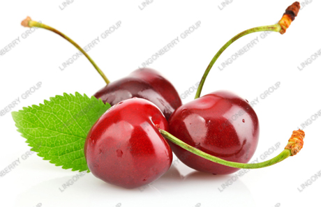 Cherry juice powder / Latin Name: Cerasus pseudocerasus
