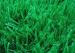 Athletic Fake Cricket Pitch Grass 25mm
