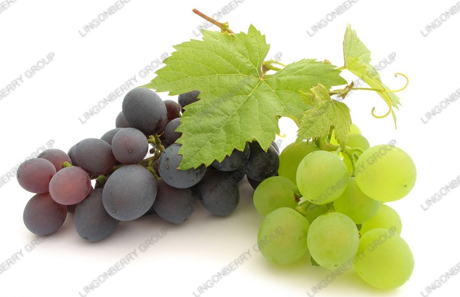 Grape juice powder / Latin Name: Vitis vinifera