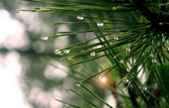 Wild pine needle protein