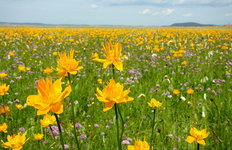 Wild globeflower extract / Latin Name: Trollius chinensis Bunge