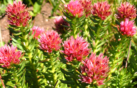 Rhodiola Rosea Extract / Latin Name: Rhodiola rosea L.