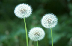 Dandelion Extract / Latin Name: Taraxacum Offcinale