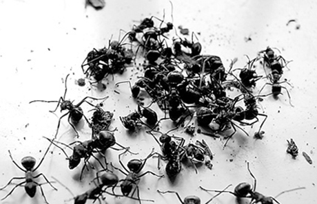 Black ant extract / Latin Name: Formica fusca Linnaeus