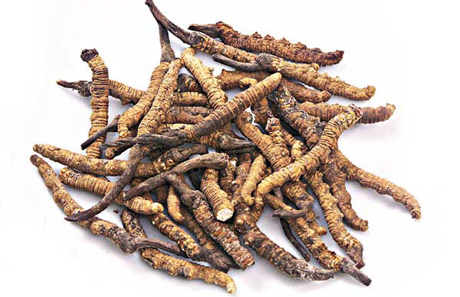 Cordyceps sinensis extract / Active Ingredient: Polysaccharide