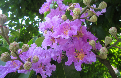 Banaba leaf extract / Latin Name: Lagerstroemia speciosa (L.)