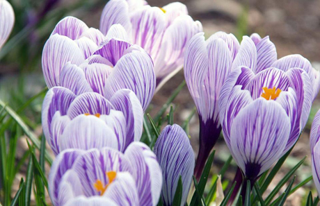 Saffron extract / Latin Name: Crocus sativus