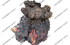 Chaga mushroom extract / Latin Name: Inonotus obliquus