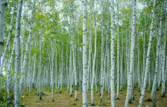 Betulin / Latin Name: Betula Platyphylla