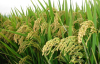 Rice protein - plant extract