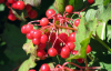 Cranberry anthocyanin / plant extract