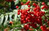 Lingonberry anthocyanin/ plant extract