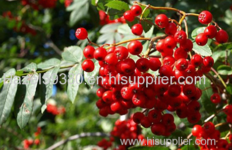 Lingonberry anthocyanin/ plant extract