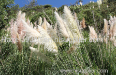 Wild reed extract-plant extract