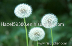 Dandelion Extract- plant extract