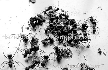 Black ant extract- animal extract